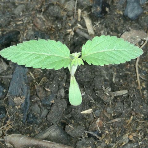 Cranker growlog timeline photo