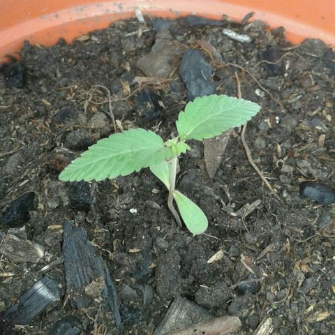 Cranker growlog timeline photo