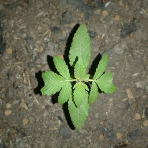 Cranker growlog timeline photo