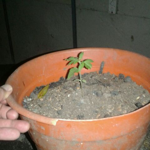 Cranker growlog timeline photo