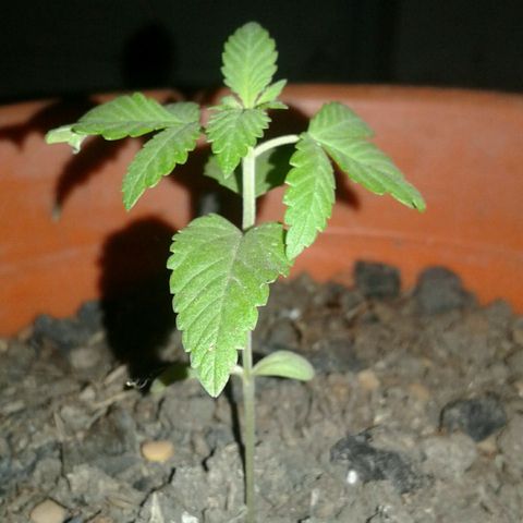 Cranker growlog timeline photo