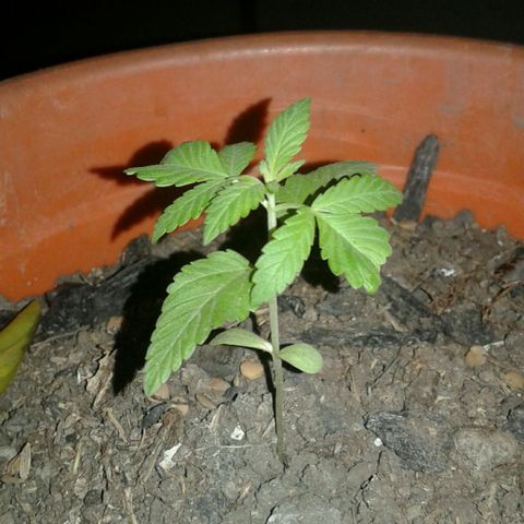Cranker growlog timeline photo