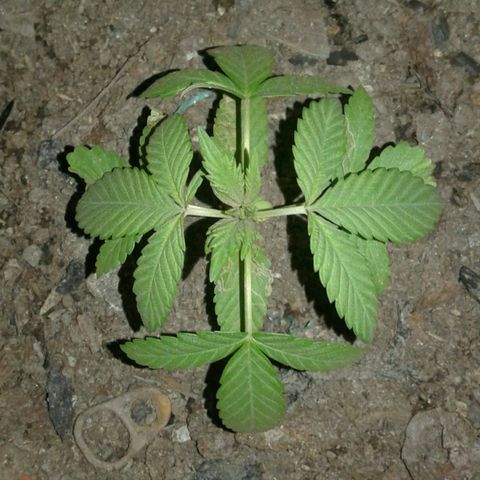Cranker growlog timeline photo