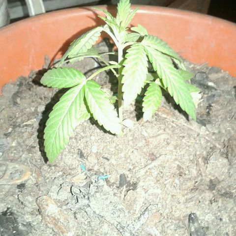 Cranker growlog timeline photo