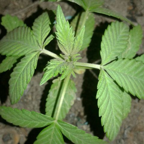 Cranker growlog timeline photo