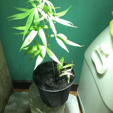 Piro growlog photo: Tirage intérieurs 1semaine à partir du 4