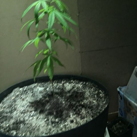 Piro growlog photo: Rempotage Pot 30L