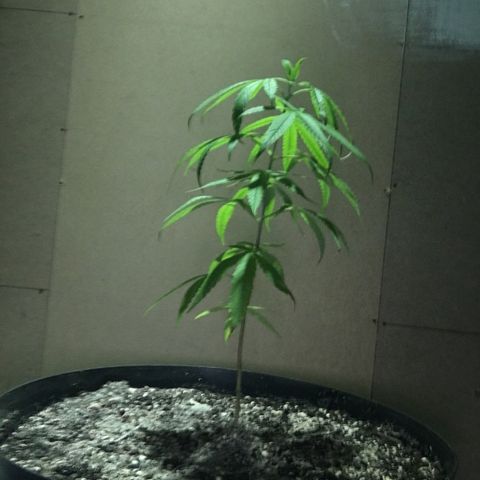 Piro growlog photo: Rempotage Pot 30L