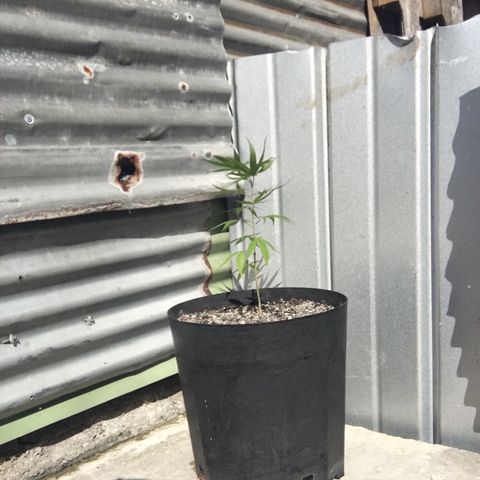 Piro growlog photo: Changement d’environnement définitif 