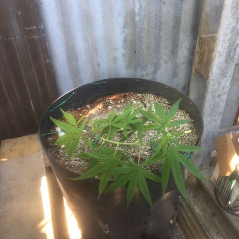 Piro growlog timeline photo