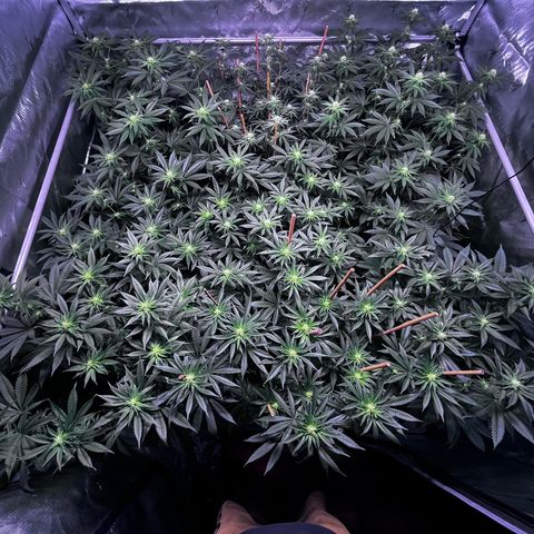 Gorilla glue #4  growlog timeline photo