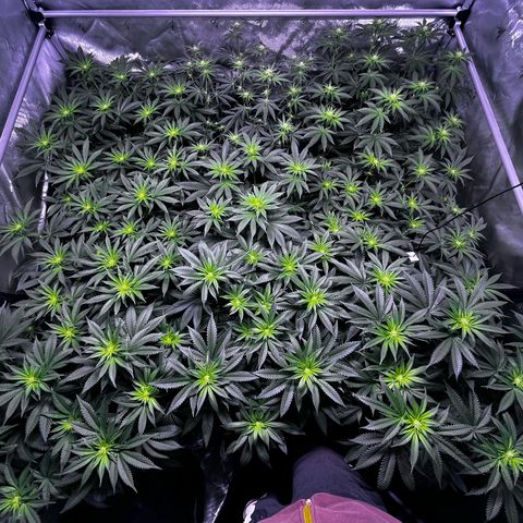 Gorilla glue #4  growlog timeline photo