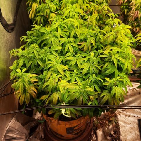 Power plant/royal vip rose/bubblegum/Jack la mota/ power plant #1 growlog timeline photo