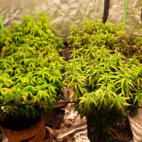 Power plant/royal vip rose/bubblegum/Jack la mota/ power plant #1 growlog timeline photo