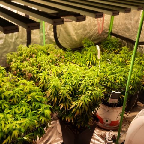 Power plant/royal vip rose/bubblegum/Jack la mota/ power plant #1 growlog timeline photo