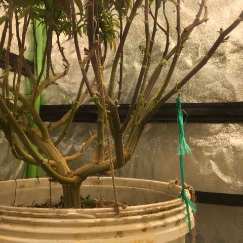 Power plant/royal vip rose/bubblegum/Jack la mota/ power plant #1 growlog photo: Vista de poda y cambio de color
