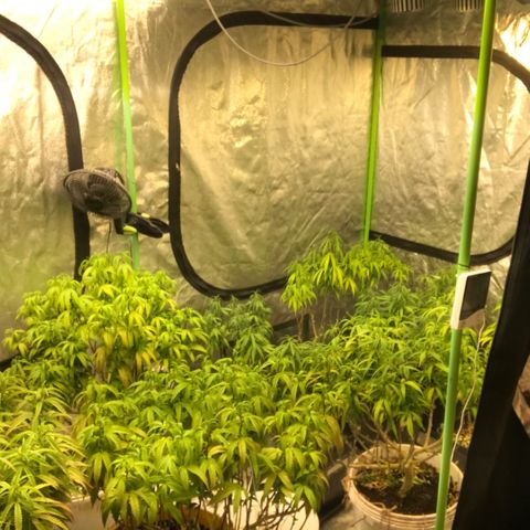 Power plant/royal vip rose/bubblegum/Jack la mota/ power plant #1 growlog photo: Vista de poda y cambio de color