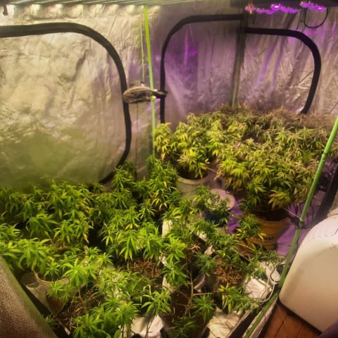 Power plant/royal vip rose/bubblegum/Jack la mota/ power plant #1 growlog photo: Cambio de foco 250 black cob a tesla 810 piranha
Además cambio de lado de plantas pequeñas y direccioniento de ranas
Instalación de malla para scrog 
