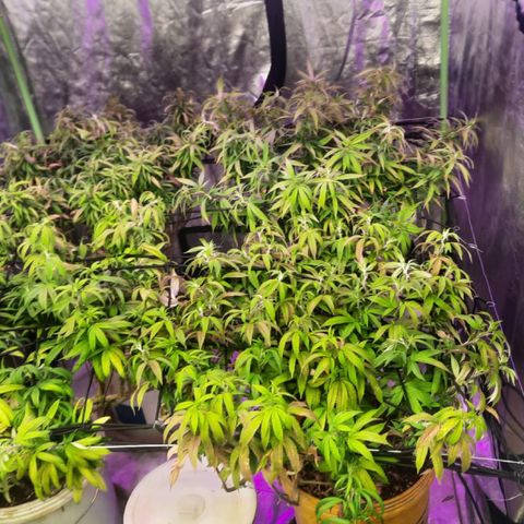 Power plant/royal vip rose/bubblegum/Jack la mota/ power plant #1 growlog photo: Cambio de foco 250 black cob a tesla 810 piranha
Además cambio de lado de plantas pequeñas y direccioniento de ranas
Instalación de malla para scrog 
