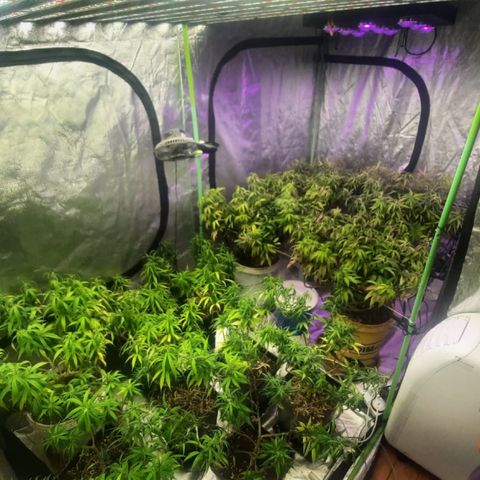Power plant/royal vip rose/bubblegum/Jack la mota/ power plant #1 growlog photo: Cambio de foco 250 black cob a tesla 810 piranha
Además cambio de lado de plantas pequeñas y direccioniento de ranas
Instalación de malla para scrog 
