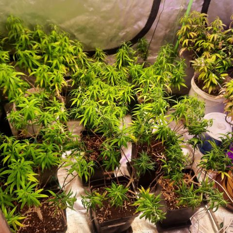 Power plant/royal vip rose/bubblegum/Jack la mota/ power plant #1 growlog photo: Cambio de foco 250 black cob a tesla 810 piranha
Además cambio de lado de plantas pequeñas y direccioniento de ranas
Instalación de malla para scrog 
