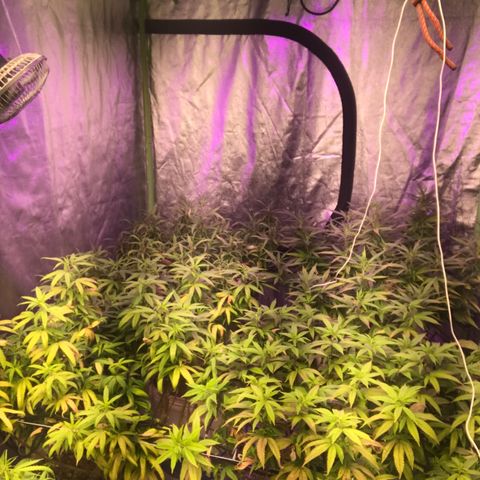Power plant/royal vip rose/bubblegum/Jack la mota/ power plant #1 growlog photo: Crecimiento considerable 
Mejora de color cada vez mejor
Hoy desperté contento 
Hoy desperté feliz 