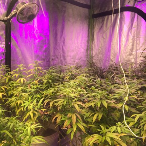 Power plant/royal vip rose/bubblegum/Jack la mota/ power plant #1 growlog photo: Crecimiento considerable 
Mejora de color cada vez mejor
Hoy desperté contento 
Hoy desperté feliz 