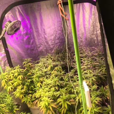 Power plant/royal vip rose/bubblegum/Jack la mota/ power plant #1 growlog photo: Crecimiento considerable 
Mejora de color cada vez mejor
Hoy desperté contento 
Hoy desperté feliz 