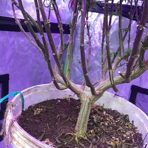 Power plant/royal vip rose/bubblegum/Jack la mota/ power plant #1 growlog photo: Crecimiento considerable 
Mejora de color cada vez mejor
Hoy desperté contento 
Hoy desperté feliz 