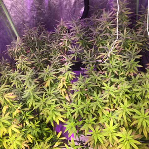 Power plant/royal vip rose/bubblegum/Jack la mota/ power plant #1 growlog photo: Crecimiento considerable 
Mejora de color cada vez mejor
Hoy desperté contento 
Hoy desperté feliz 