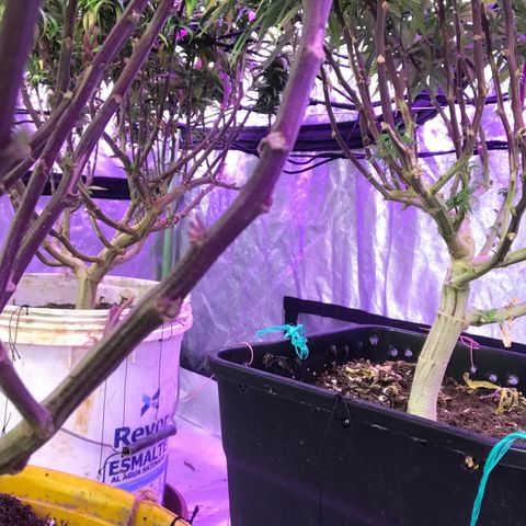 Power plant/royal vip rose/bubblegum/Jack la mota/ power plant #1 growlog photo: Crecimiento considerable 
Mejora de color cada vez mejor
Hoy desperté contento 
Hoy desperté feliz 