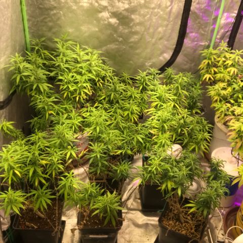 Power plant/royal vip rose/bubblegum/Jack la mota/ power plant #1 growlog photo: Crecimiento considerable 
Mejora de color cada vez mejor
Hoy desperté contento 
Hoy desperté feliz 