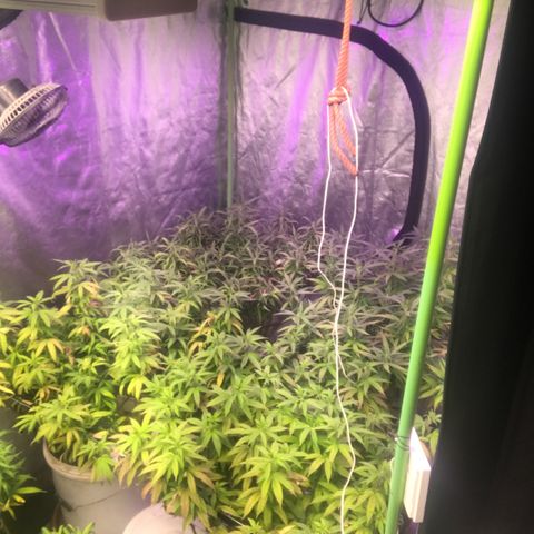 Power plant/royal vip rose/bubblegum/Jack la mota/ power plant #1 growlog photo: Mejora de colooooor