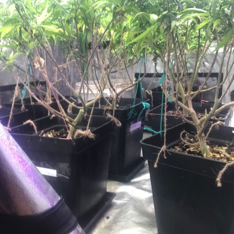 Power plant/royal vip rose/bubblegum/Jack la mota/ power plant #1 growlog photo: Mejora de colooooor