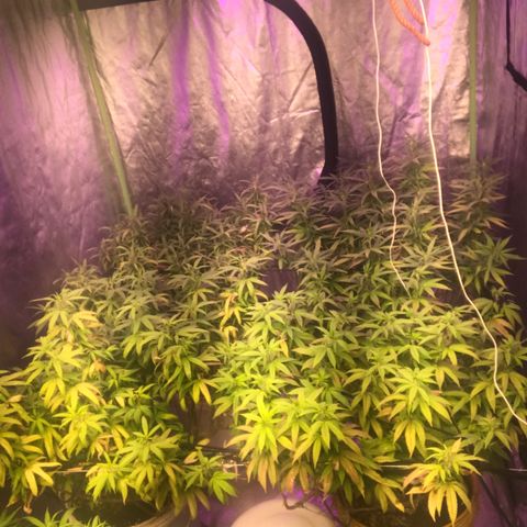 Power plant/royal vip rose/bubblegum/Jack la mota/ power plant #1 growlog photo: Mejora de colooooor