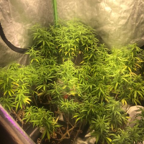 Power plant/royal vip rose/bubblegum/Jack la mota/ power plant #1 growlog photo: Mejora de colooooor