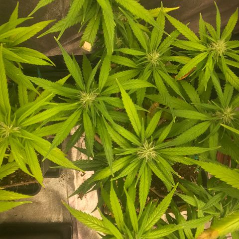Power plant/royal vip rose/bubblegum/Jack la mota/ power plant #1 growlog photo: Bellas bellas empezando la flora ya hace 3 días
