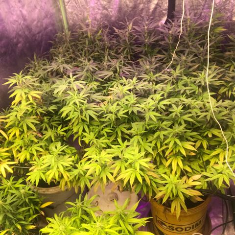 Power plant/royal vip rose/bubblegum/Jack la mota/ power plant #1 growlog photo: Bellas bellas empezando la flora ya hace 3 dias