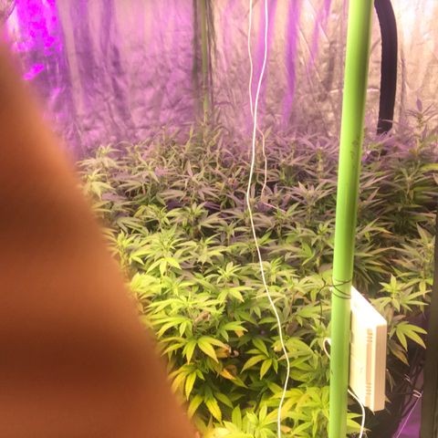 Power plant/royal vip rose/bubblegum/Jack la mota/ power plant #1 growlog photo: Bellas bellas empezando la flora ya hace 3 dias