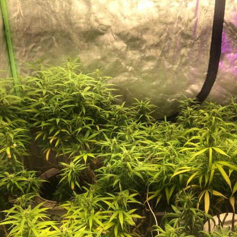 Power plant/royal vip rose/bubblegum/Jack la mota/ power plant #1 growlog photo: Bellas bellas empezando la flora ya hace 3 dias