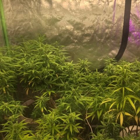 Power plant/royal vip rose/bubblegum/Jack la mota/ power plant #1 growlog photo: Bellas bellas empezando la flora ya hace 3 dias