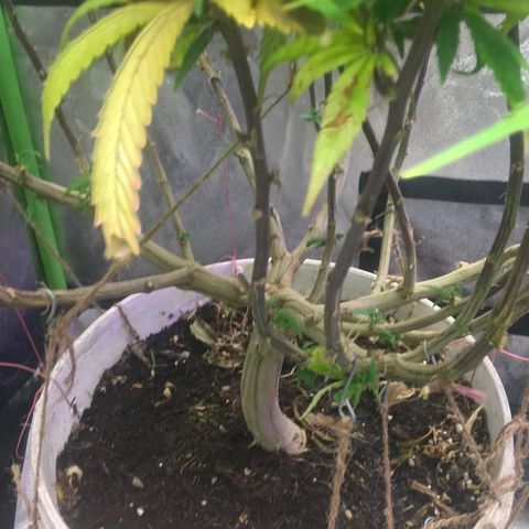 Power plant/royal vip rose/bubblegum/Jack la mota/ power plant #1 growlog photo: Bellas bellas empezando la flora ya hace 3 días