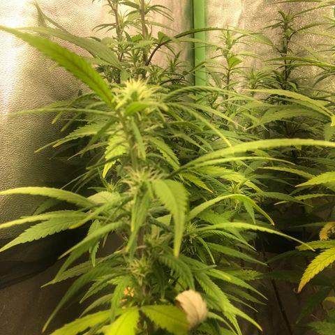 Power plant/royal vip rose/bubblegum/Jack la mota/ power plant #1 growlog photo: Bellas bellas empezando la flora ya hace 3 dias