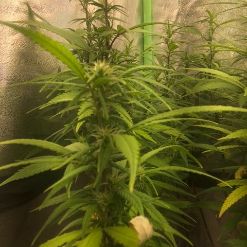 Power plant/royal vip rose/bubblegum/Jack la mota/ power plant #1 growlog photo: Bellas bellas empezando la flora ya hace 3 días