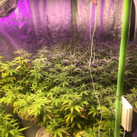 Power plant/royal vip rose/bubblegum/Jack la mota/ power plant #1 growlog photo: Bellas bellas empezando la flora ya hace 3 dias