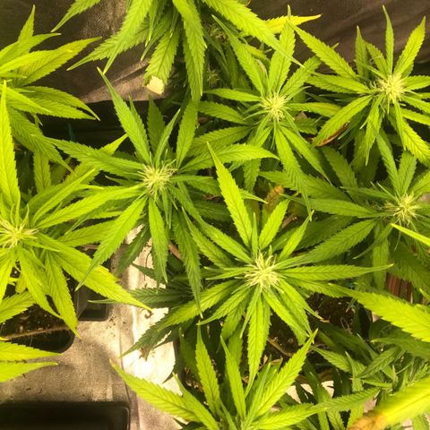 Power plant/royal vip rose/bubblegum/Jack la mota/ power plant #1 growlog photo: Bellas bellas empezando la flora ya hace 3 días 