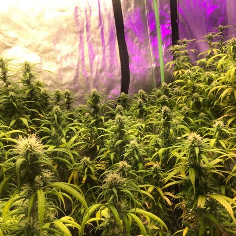 Power plant/royal vip rose/bubblegum/Jack la mota/ power plant #1 growlog photo: Es la onda 