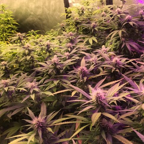 Power plant/royal vip rose/bubblegum/Jack la mota/ power plant #1 growlog photo: Es la onda 
