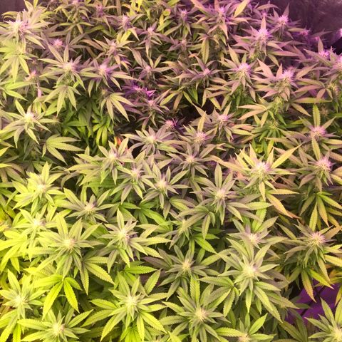 Power plant/royal vip rose/bubblegum/Jack la mota/ power plant #1 growlog photo: Es la onda 