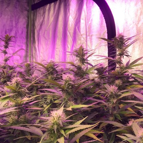 Power plant/royal vip rose/bubblegum/Jack la mota/ power plant #1 growlog photo: Es la onda 